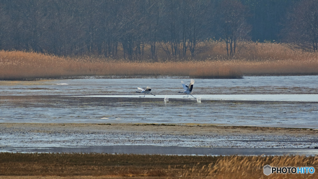 タンチョウシーズン終了
