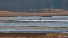 タンチョウシーズン終了