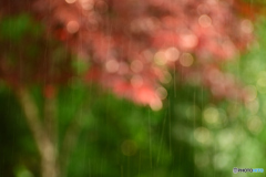 天気雨