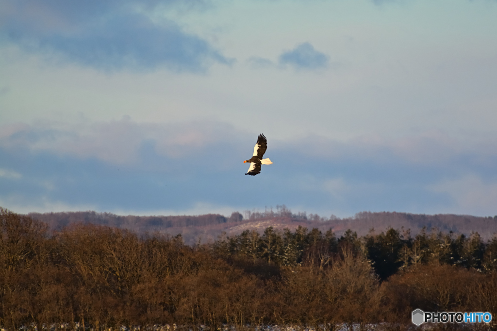 ヒコーキのように