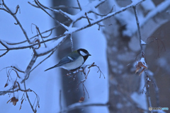 ウチの窓から