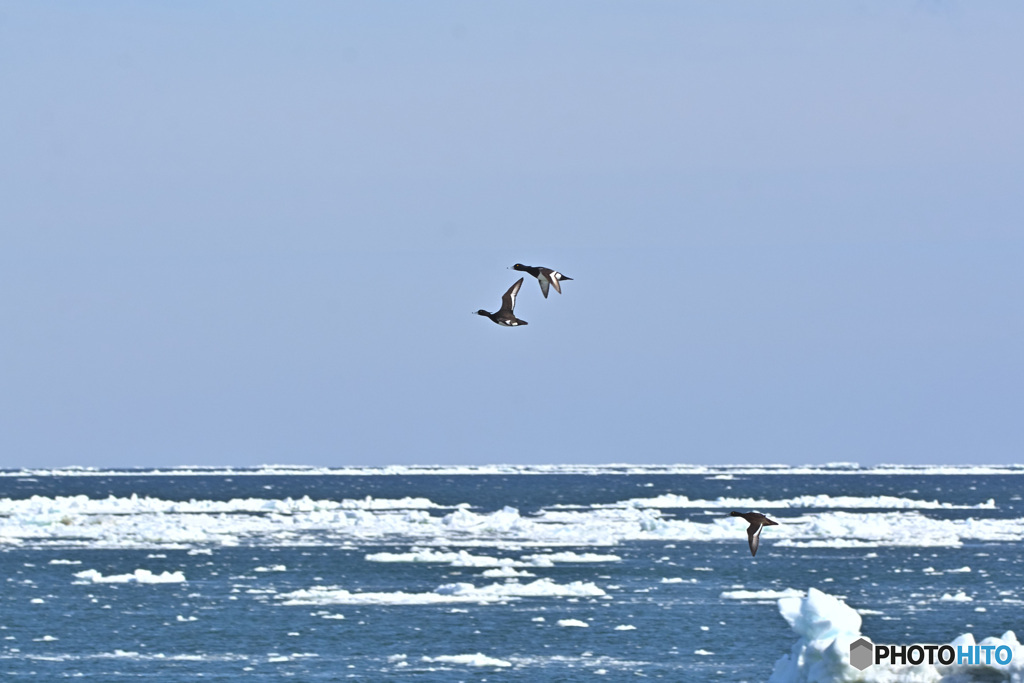 North duck