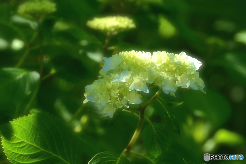 木陰の彩