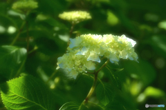 木陰の彩