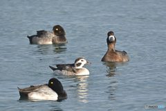 めんこいカモー