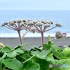 砂上の植物