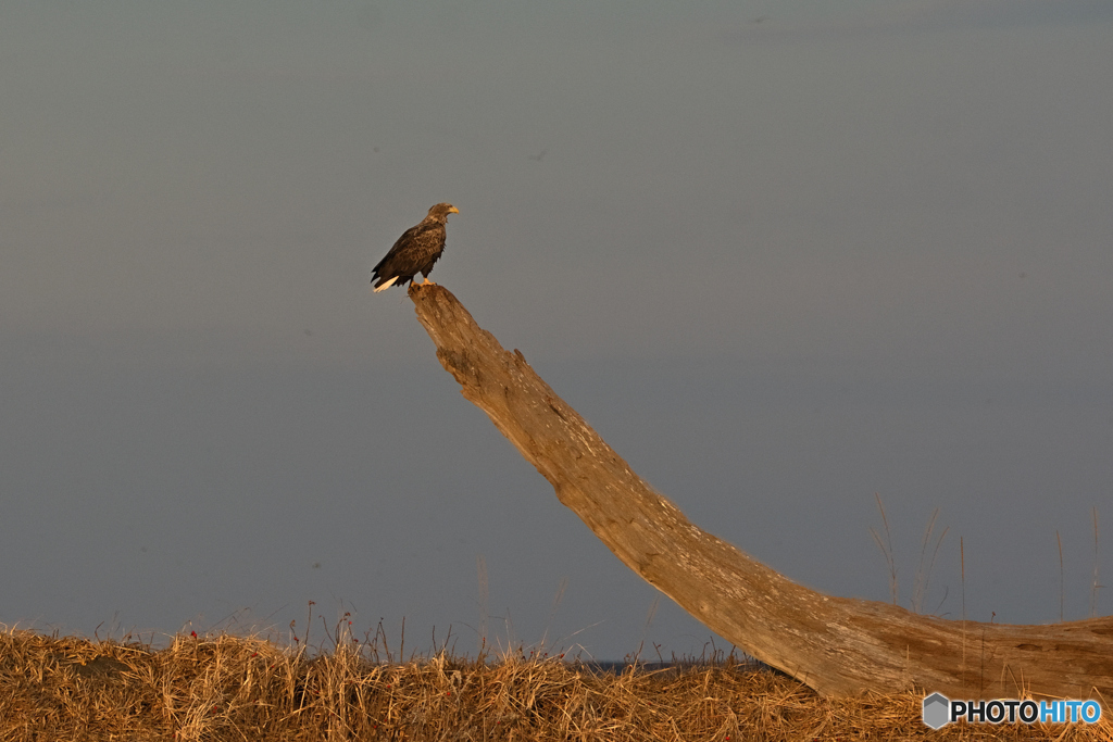 てっぺんオジロ