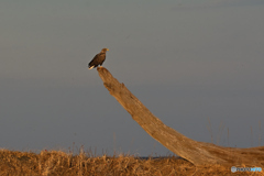 てっぺんオジロ