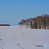 二月の湿原