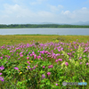 湖岸の彩り