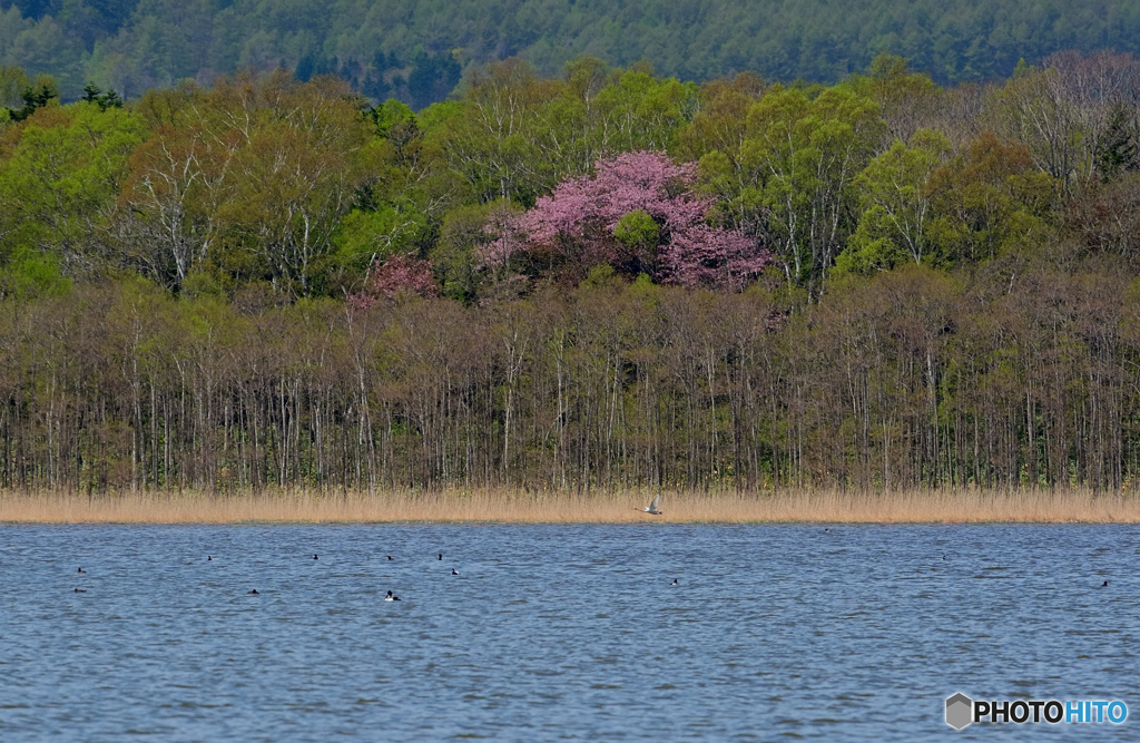 北辺の桜