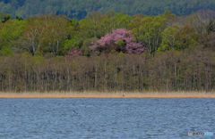 北辺の桜