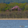 北辺の桜
