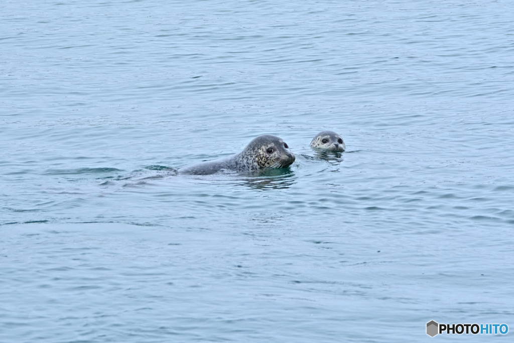 港の海獣