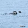 港の海獣