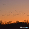 ねぐら入りの雁群