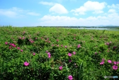 海岸草原