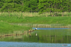 緑の池沼
