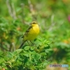 夏鳥-ツメナガセキレイ
