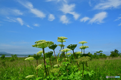 澄みわたる空