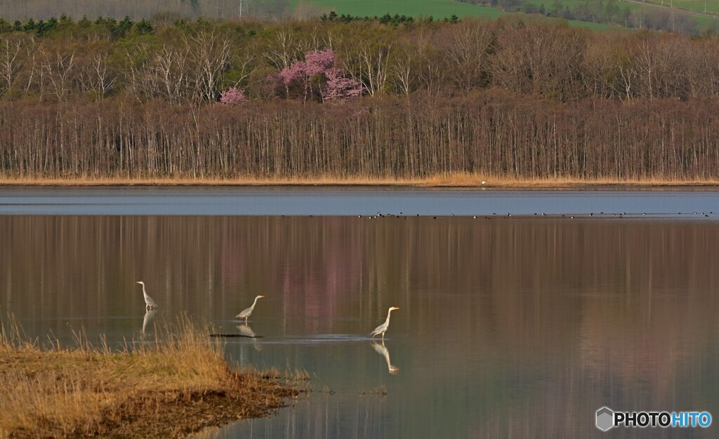 春 景