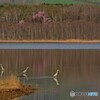 春 景