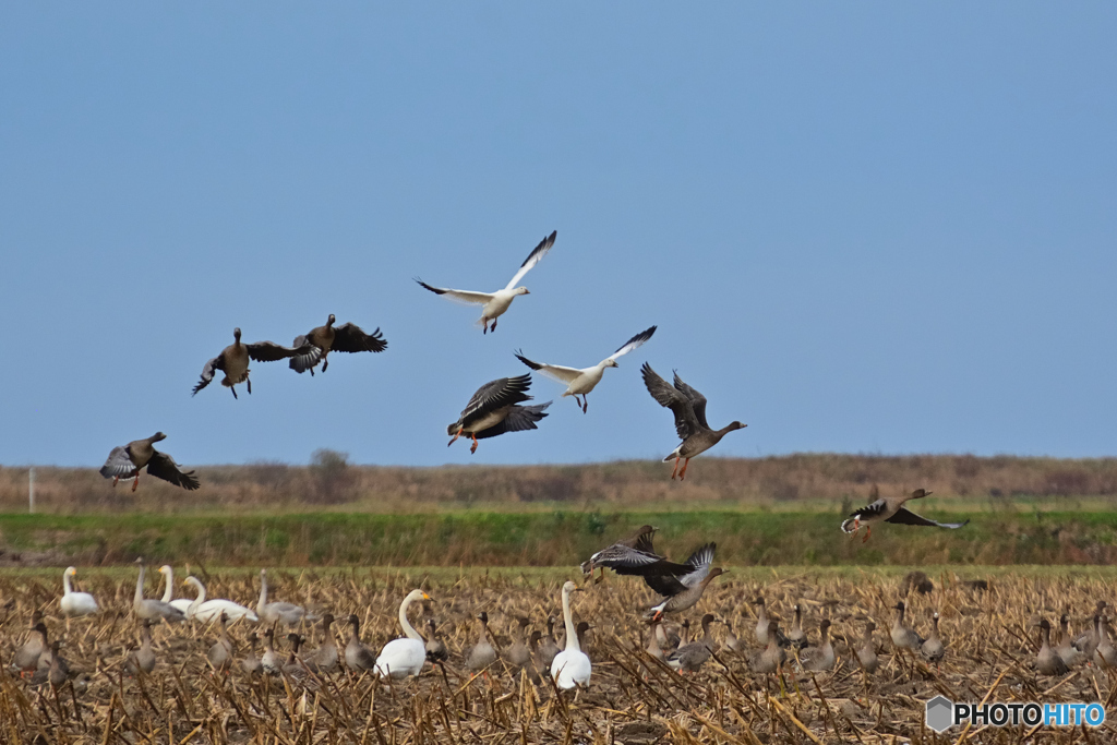Snow goose