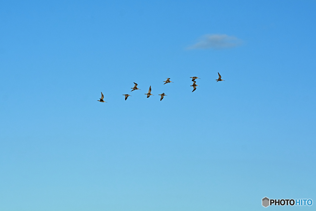 空たかく
