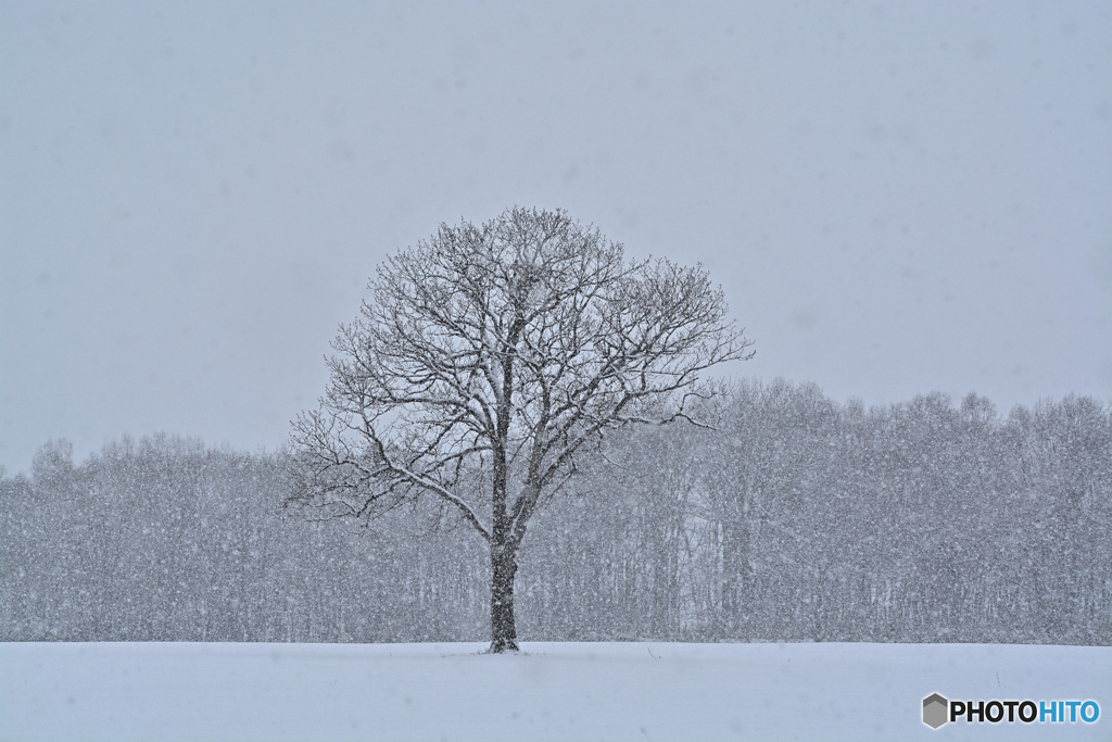 降 雪