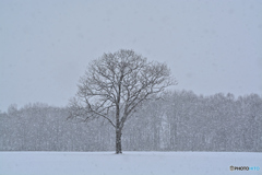 降 雪