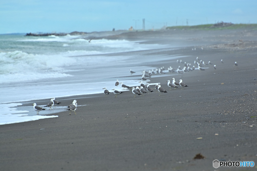 ウミネコの浜