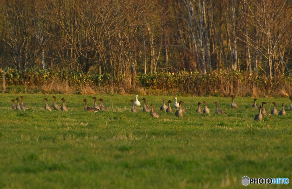 Snow goose