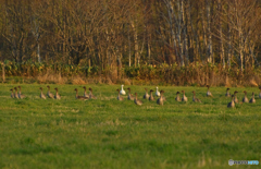 Snow goose