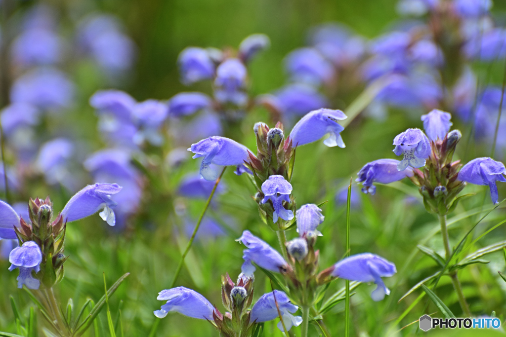 青紫の花