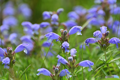 青紫の花