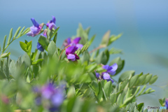 海辺のお花