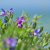 海辺のお花