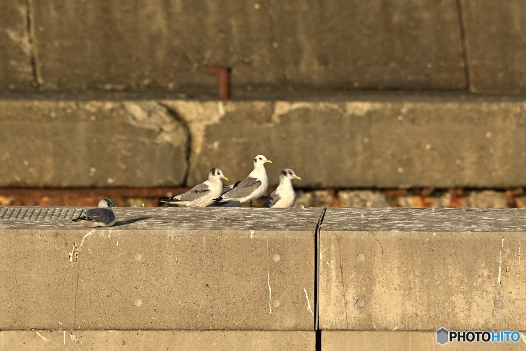 黒足を撮りたくて