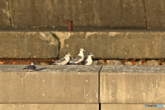 黒足を撮りたくて