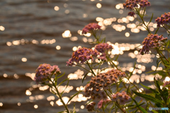湖岸に咲く花