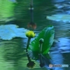 コウホネ