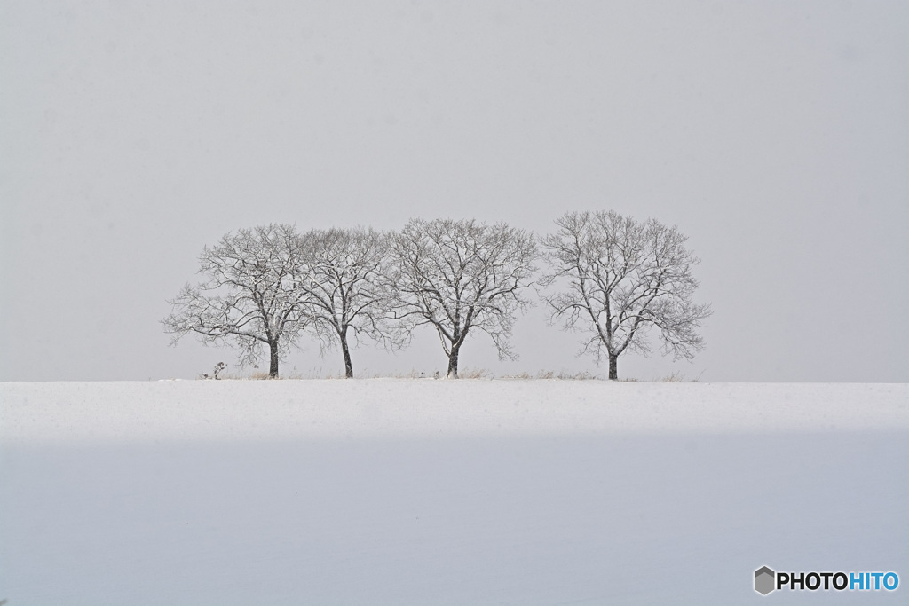 雪畑の木