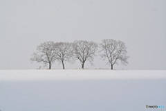 雪畑の木