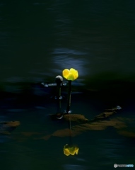 池ボッチ