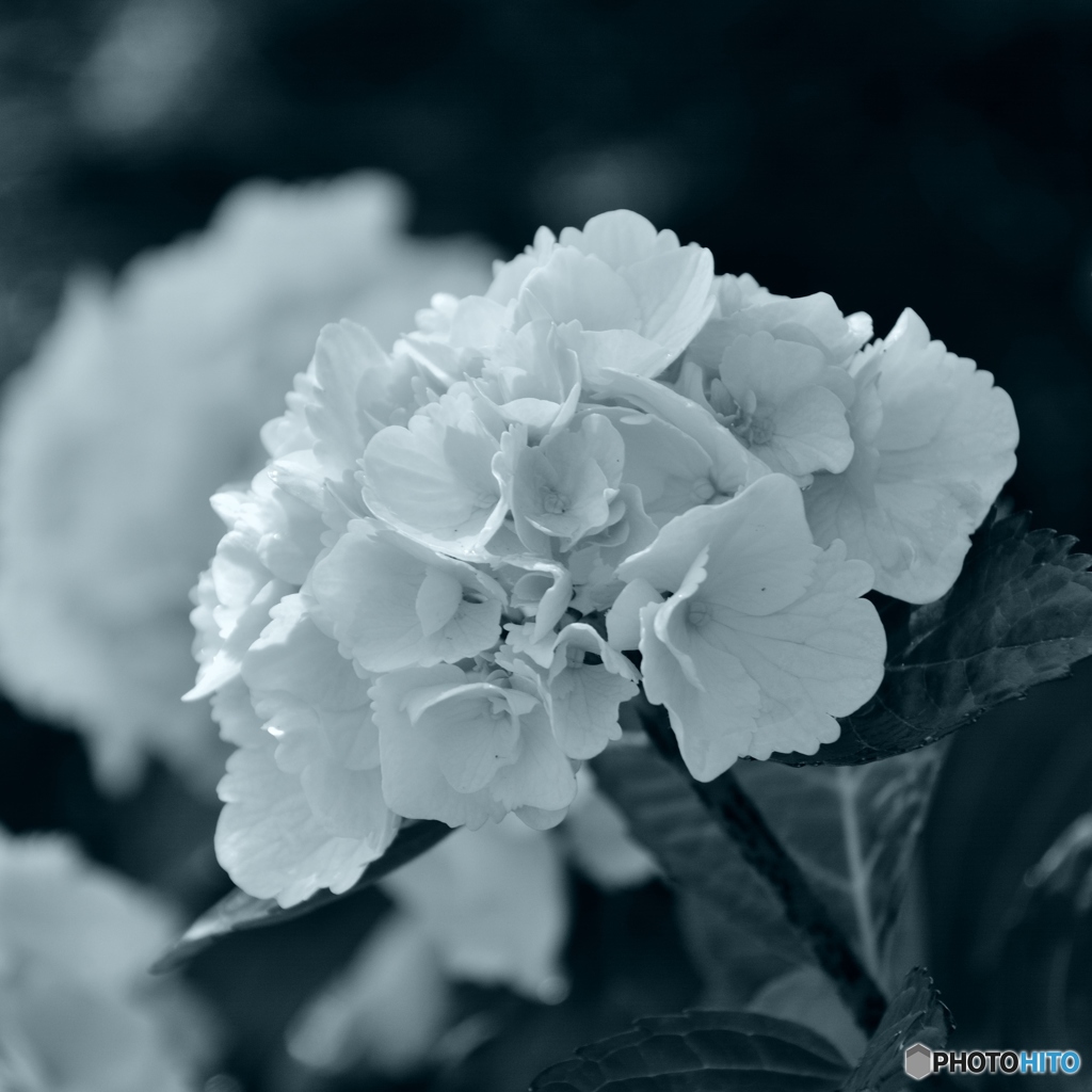 hortensia