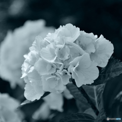 hortensia