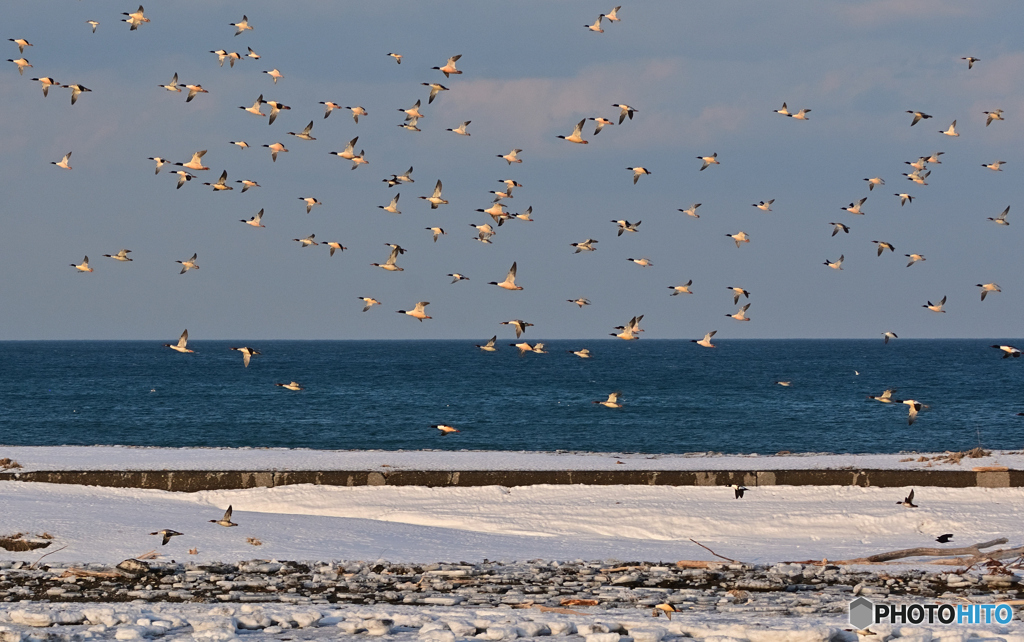 グングン飛んでゆく