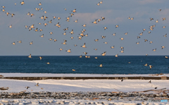 グングン飛んでゆく