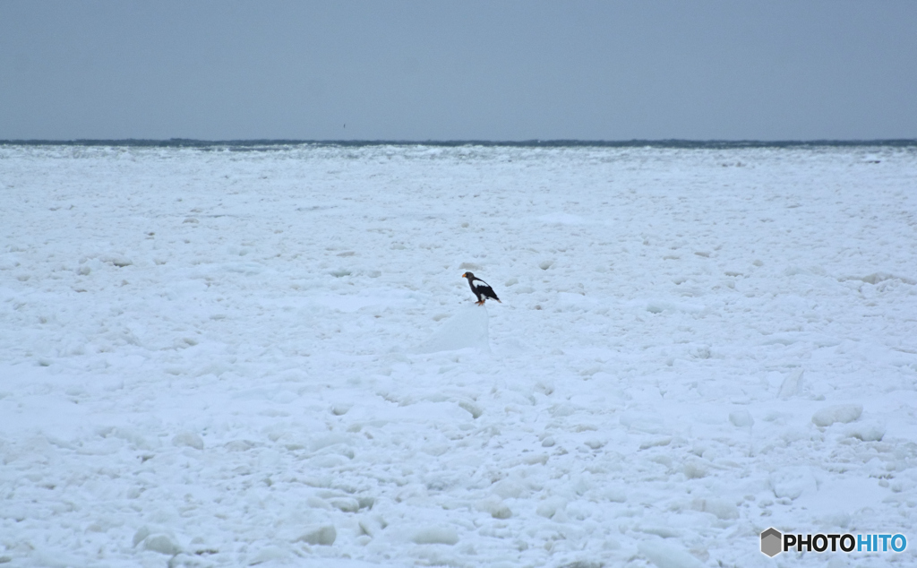 氷海にて