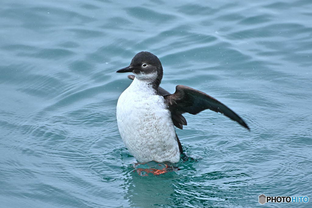 ペンギン立ち